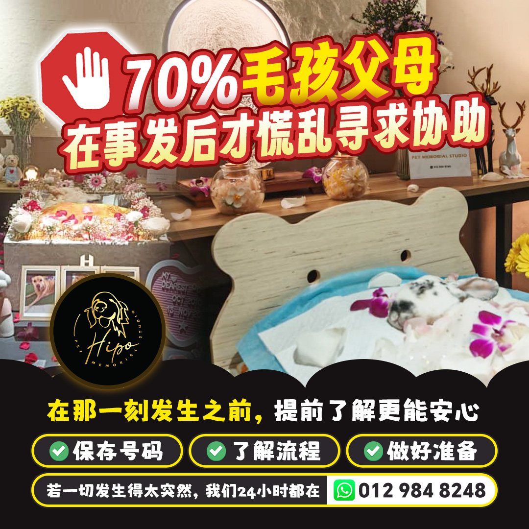 Hipo emergency awareness pet memorial content