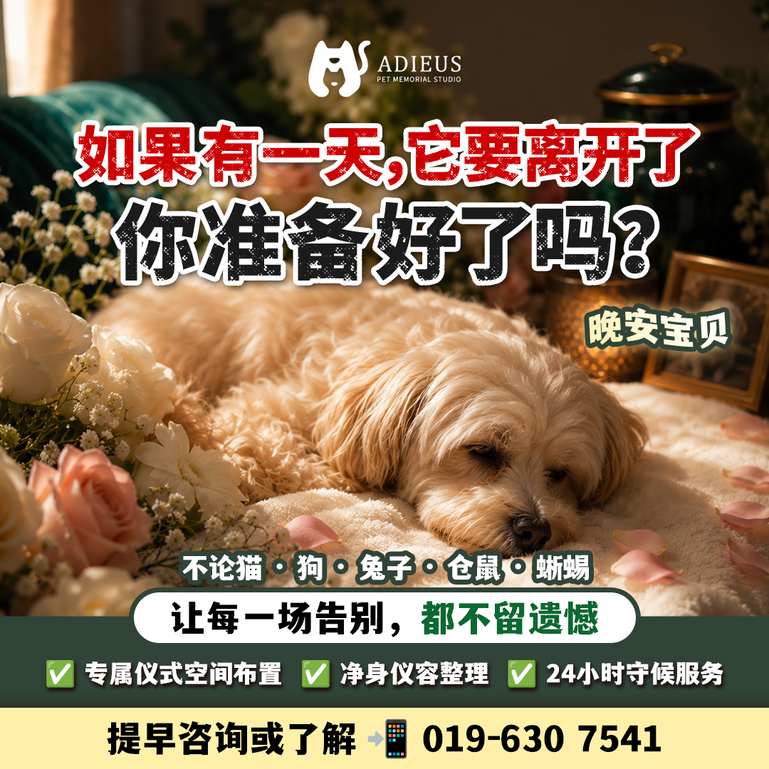 Adieus pet farewell preparation content