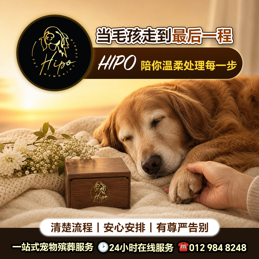 Hipo pet memorial warm process visual