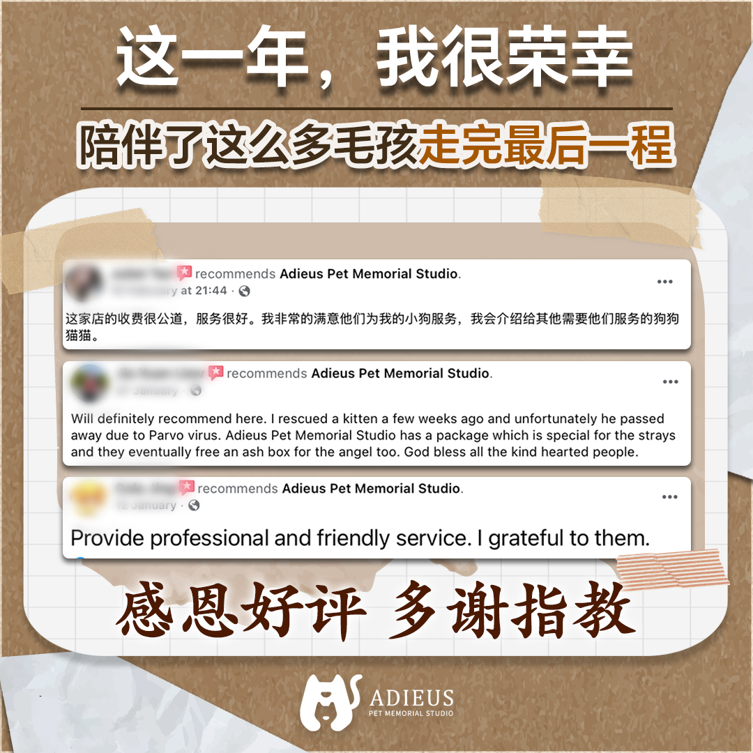 Adieus testimonial review visual